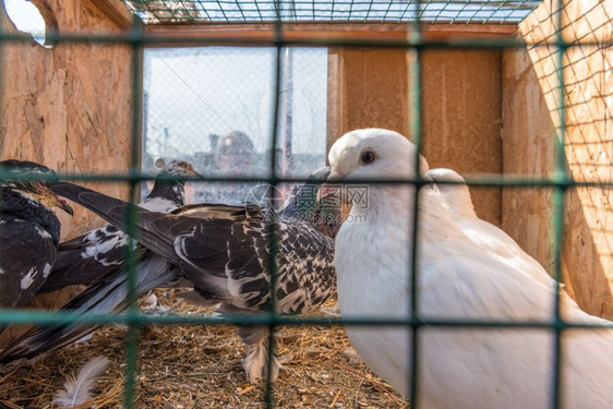 活鸽子关在笼里土耳其伊斯坦布尔的PigeonBazaar展售图片