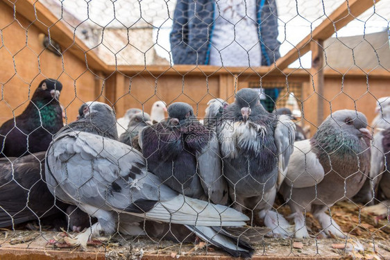 活鸽子关在笼里土耳其伊斯坦布尔的PigeonBazaar展售图片