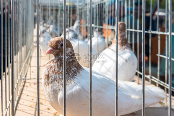 活鸽子关在笼里土耳其伊斯坦布尔的PigeonBazaar展售图片