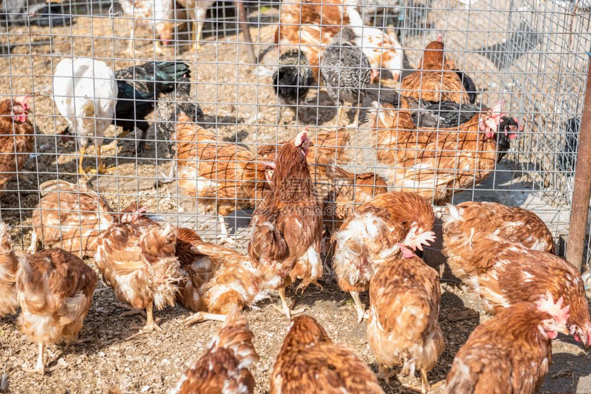 一群鸡在土耳其伊斯坦布尔铁丝网栅栏内笼出售一群鸡在土耳其伊斯坦布尔出售图片