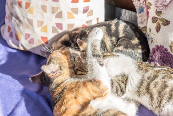 猫妈和在沙发上一起玩猫妈抱一只小图片