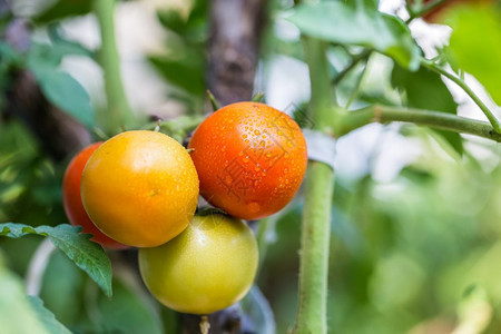 大有机成熟的红绿和黄醋番茄水果挂在树枝上面挂着花园中的水滴大有机成熟的红绿和黄番茄图片