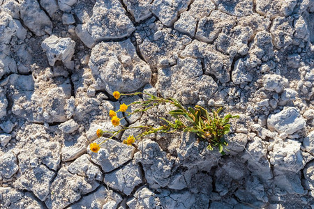 带植物在盐湖为生命而挣扎的干裂土与复制空间概念图像与植物为生命而挣扎的干裂土与植物为生命而挣扎的干裂土图片