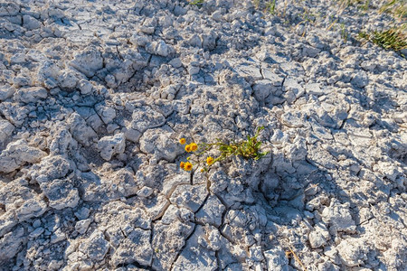 带植物在盐湖为生命而挣扎的干裂土与复制空间概念图像与植物为生命而挣扎的干裂土与植物为生命而挣扎的干裂土图片