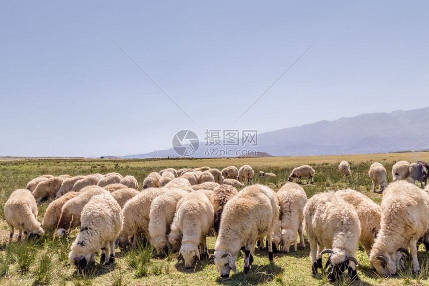 牧羊群在大草原上放牧其背景是高山图片