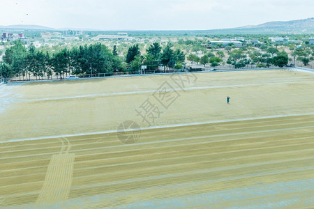工人在土耳其Gaziantep用传统技术在太阳下干燥的田地上撒布大麦在土耳其Gaziantep用大麦加工在土耳其Gaziante图片