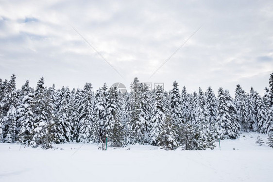 阴天松林的冬季景观冬季松林景观图片