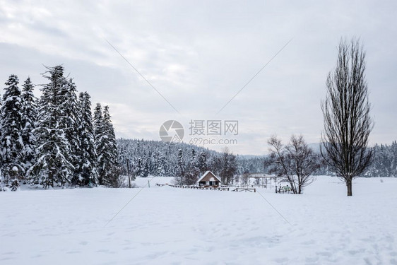 在阴暗的天气里可以看到松林的冬季景观背景是一个小烧烤屋冬季松林景观图片