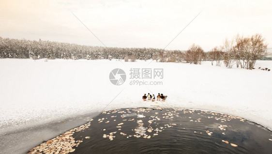 鸭子在冬冷冻湖附近松林在一片云的枯燥日鸭子在冬冷湖附近松林则在冬冷冻湖附近图片