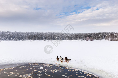 鸭子在冬冷冻湖附近松林在一片云的枯燥日鸭子在冬冷湖附近松林则在冬冷冻湖附近图片