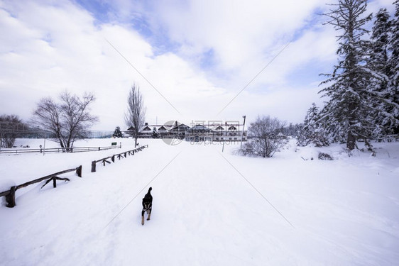 阴天松林的冬季景观前景是一只狗在雪上行走冬季松林景观图片