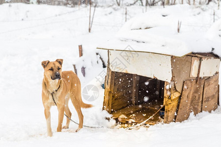 一只棕色狗在冬天的雪一只棕色的狗在冬天雪一只棕色的狗在雪天的在雪地一天图片