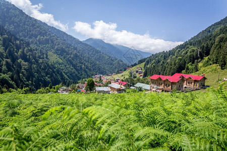 土耳其Rize的Ayder高原景观Ayder谷是夏季旅游的热门目地图片