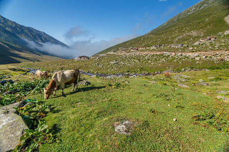 棕牛在山地牧场上棕牛在夏天山地牧场上牛在山地村庄新鲜绿草上牛在夏天山地牧场上图片