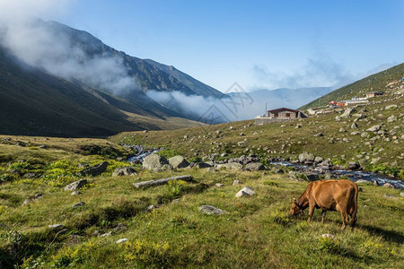 棕牛在山地牧场上棕牛在夏天山地牧场上牛在山地村庄新鲜绿草上牛在夏天山地牧场上图片
