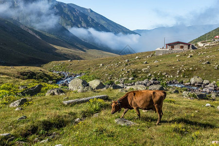 棕牛在山地牧场上棕牛在夏天山地牧场上牛在山地村庄新鲜绿草上牛在夏天山地牧场上图片