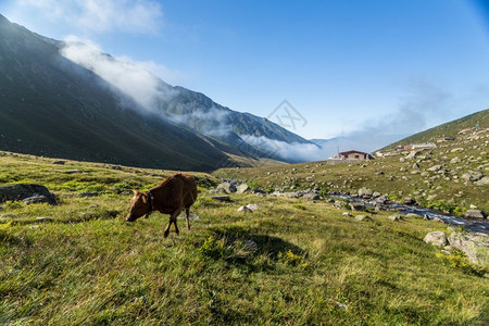 棕牛在山地牧场上棕牛在夏天山地牧场上牛在山地村庄新鲜绿草上牛在夏天山地牧场上图片