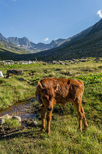 棕牛在山地牧场上棕牛在夏天山地牧场上牛在山地村庄新鲜绿草上牛在夏天山地牧场上图片