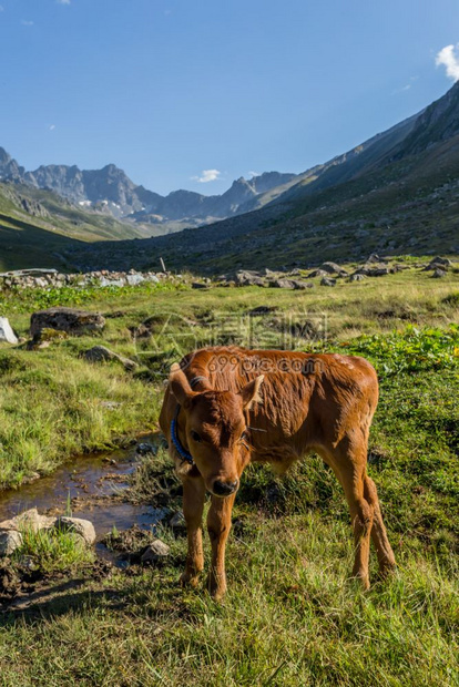 棕牛在山地牧场上棕牛在夏天山地牧场上牛在山地村庄新鲜绿草上牛在夏天山地牧场上图片