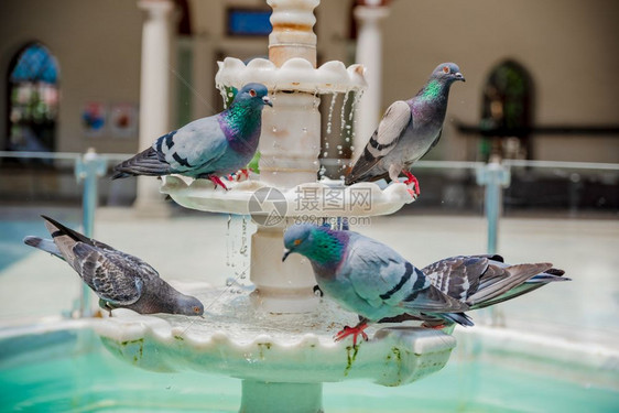 2018年5月日许多鸽子在炎热的夏日2018年5月日从清真寺院子里的古喷泉喝水许多鸽子从古喷泉喝水许多鸽子从古喷泉喝水图片