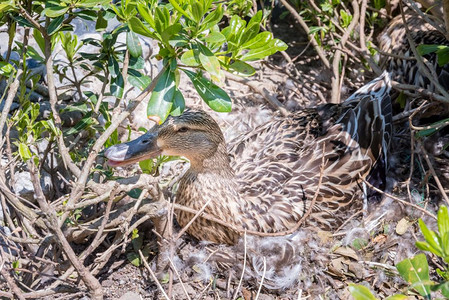 母野鸭在野外孵化小鸭子图片素材