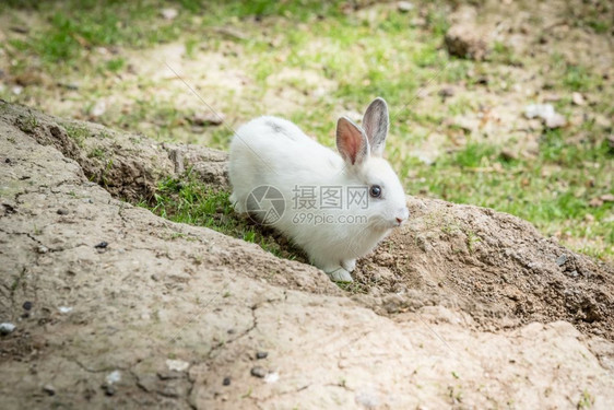 白小毛兔子的肖像在阳光明媚的日子站在土壤上图片