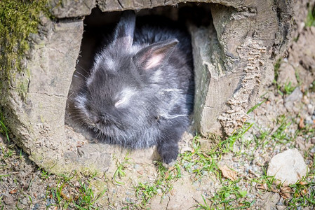 在阳光明媚的一天躲藏在腐烂原木的内部黑小毛兔子的肖像图片