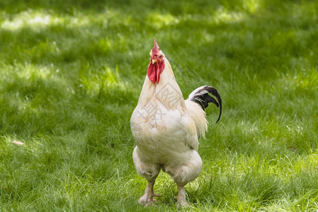 大白公鸡在绿草地上的肖像美丽白色黑公鸡在户外觅食图片