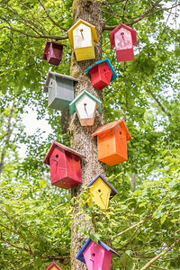 树上挂着人造的多彩蜂巢在树上挂着人造的木鸟屋用于保护类图片
