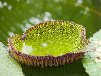 植物园肉类米图片