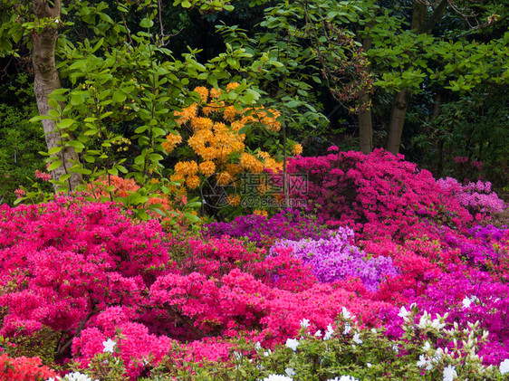 杜鹃花植物园甘德比利时图片