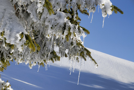 结霜的fir树枝图片