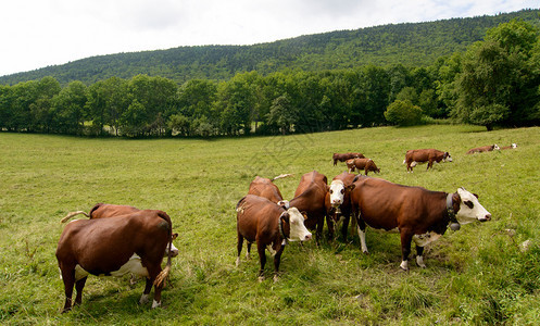牧草山中的牛图片