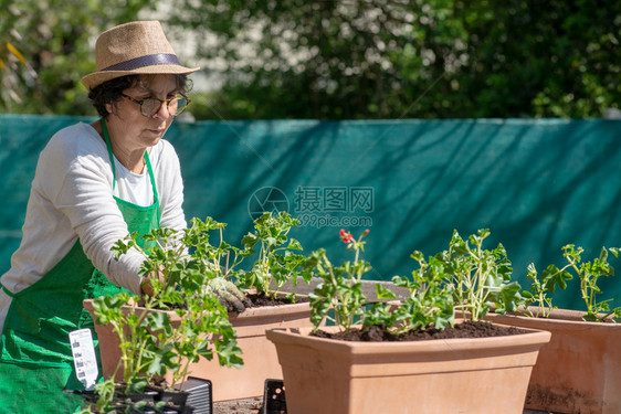 一位高龄女在户外泡花图片