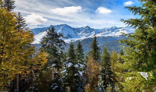 法国比利牛斯山脉的森林树木视图背景是比奇迪格尔山图片