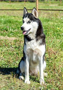 一只蓝眼睛的西伯利亚哈斯基狗坐在草地上图片