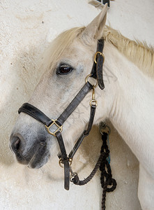 一匹美丽的白马肖像图片