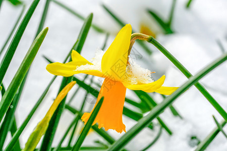 雪中一条水仙的缝合图片