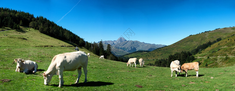 高山背景的牛群图片