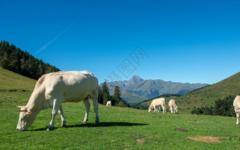 在比利时牧场的牛群图片
