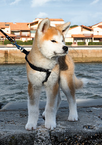 一个美丽的棕色西伯利亚人哈斯基小狗户外图片