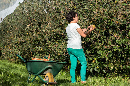 一个女人在果园里采摘苹图片