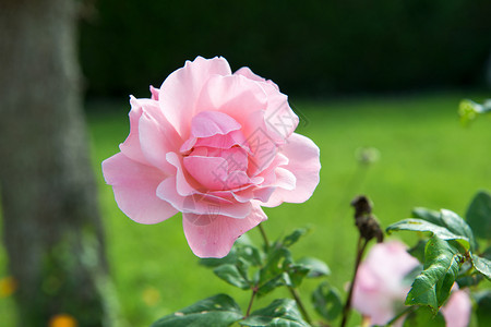 花园里的一朵美丽玫瑰图片