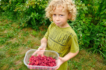 一个金发小男孩在花园里摘草莓背景图片