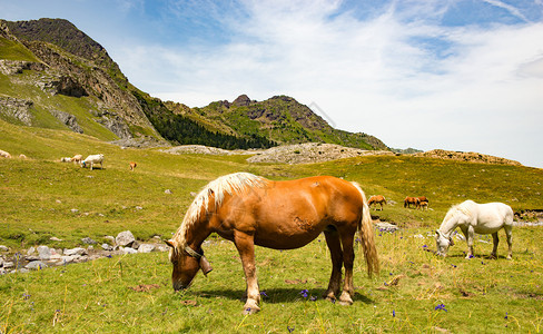 美丽的马匹放牧高山的场图片