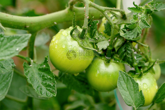 花园里的绿色西红柿农业概念图片