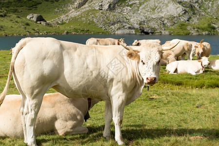 山湖附近牧场的牛群图片