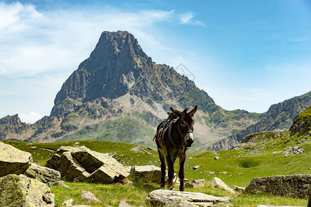 在法国比利牛斯人背景的皮克迪奥索人驴图片