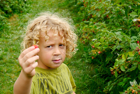 一个金发小男孩在花园里摘草莓背景图片