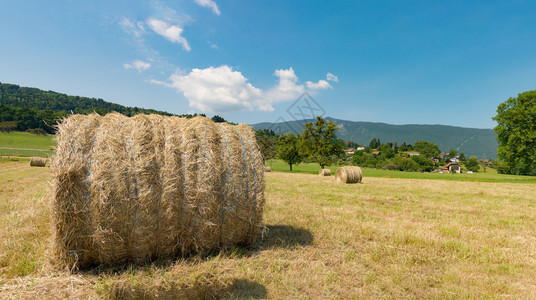 田野的枯叶背景山图片